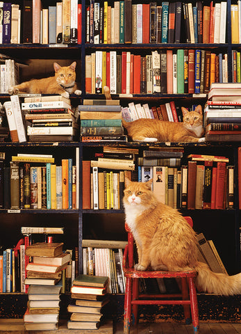 Gotham Bookstore Cats